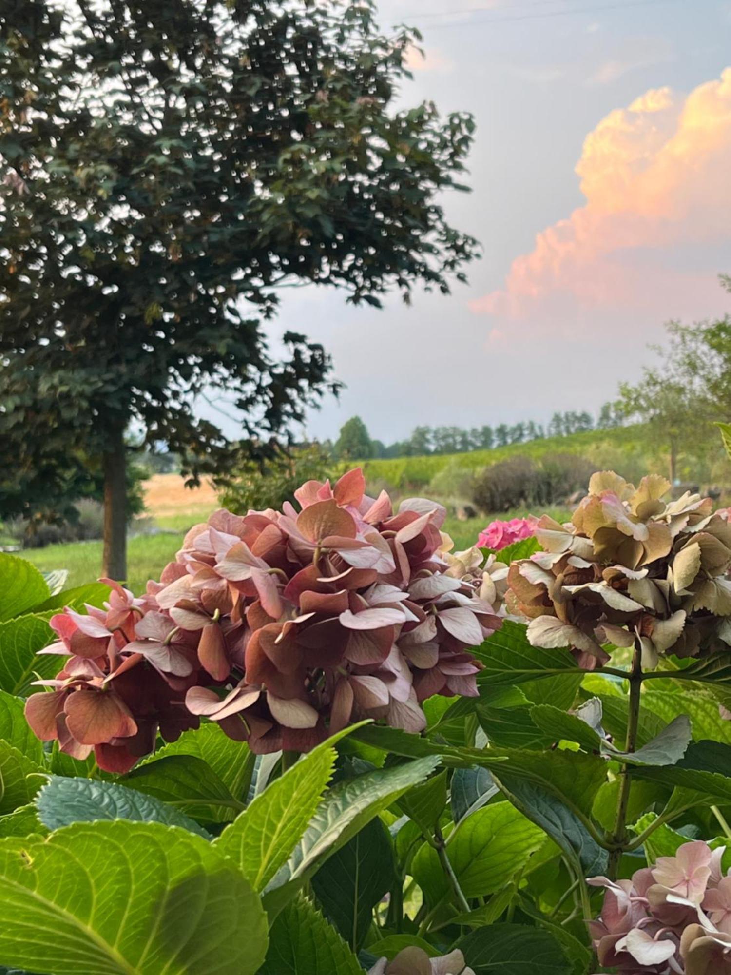 Corte Monticello Barbarano Vicentino المظهر الخارجي الصورة